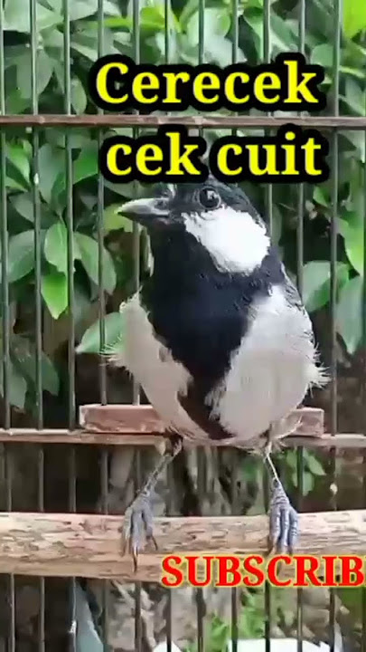 gelatik Batu gacor