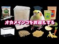 オカメインコの初期費用と毎月の飼育代はいくら？cockatiel【オカメインコのきなこ】