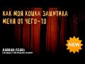 Страшная история | Как моя кошка защитила меня от чего-то