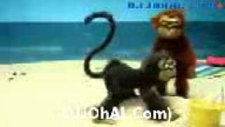 Desi Baandar Punjabi Funny DJJOhAL Com