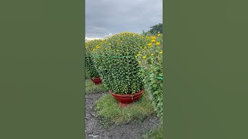 Hoa Cúc Đại Đóa Tết 2025 Ninh Hòa Khánh Hòa A NHÀN / TAM SƯ Hoa Cúc Giống Đại Đóa Xuất Bắc - Nam