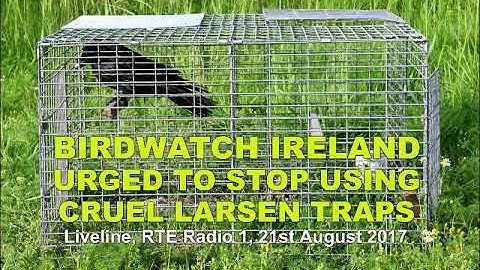 Birdwatch urged to stop using cruel Larsen traps