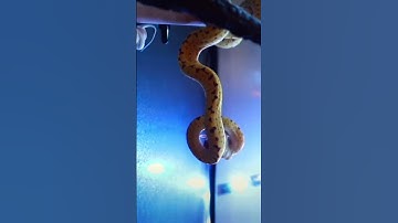 Feeding Green Tree Python #snake #reptile #eating