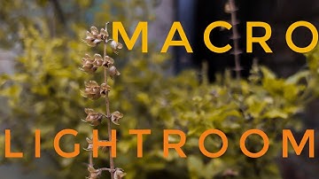 Macro photo editing . Lightroom