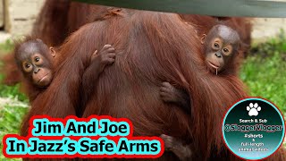 Jazz's Protective Instincts  Dudley Zoo Alarm Startles Orangutans