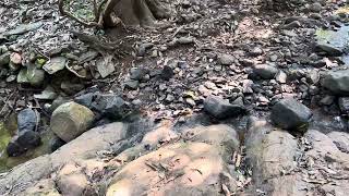 Tracking#vlog #shorts #shortsfeed #travelling #fun #nature #jungle #jungleadventure