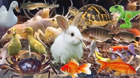 Con cá thật cá rô, con cua, con cá vàng, tên đồ chơi con tôm, bạch tuộc, con vịt, con rùa