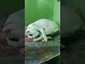 #cat #cute #catlover #cutecat #tomi #cutepet