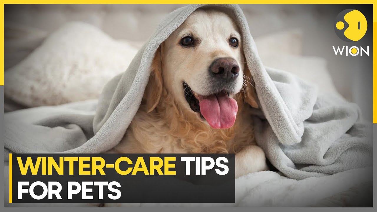 winter-pet-care-here-s-how-you-can-keep-your-furry-friend-healthy