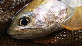 テンカラで天然イワナの沢 ㊗️2020年解禁