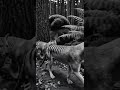 “The Creature That Refuses to Disappear”