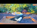 Highlights Today (mouse, jay, magpie, pheasant, sparrow hawk,...) Recke, Germany - Nov. 15, 2020