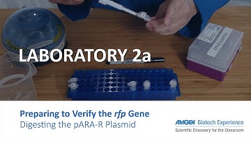 Laboratory 2a: Preparing to Verify the rfp Gene: Digesting the pARA-R Plasmid