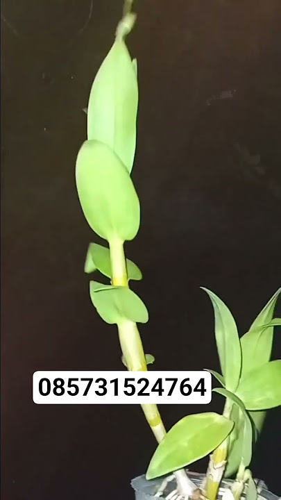 085731524764 #dendrobium #viral #flowers #jualanggrek #rabbitwhite