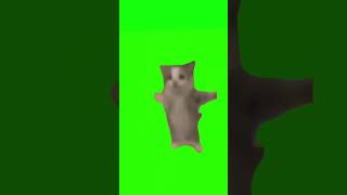 gato saltando y cantando happy happy happpy en pantalla verde