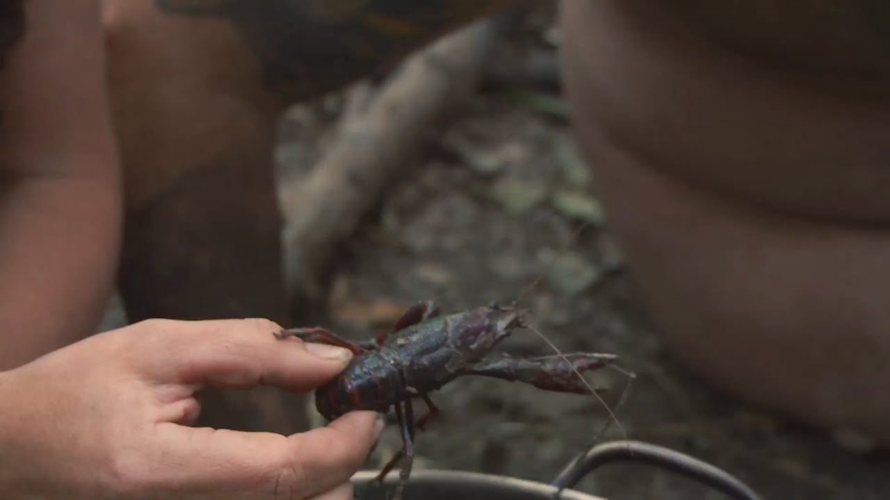 To Catch A Crayfish, All You Need Is A Hole In The Ground And Some Warm  Water 