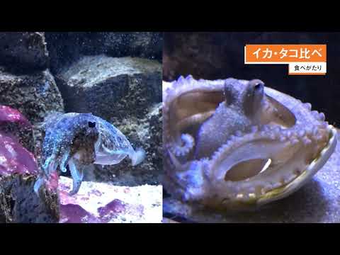 食べがたり イカ タコ比べ Youtube