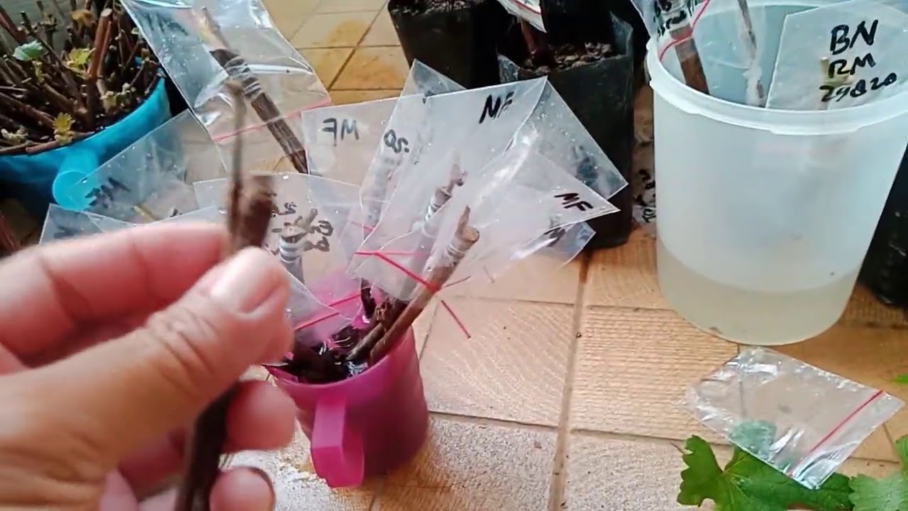 Sambung Anggur mudah dengan Metode 