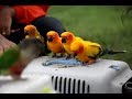 This is how Sun conures do free fly without Training