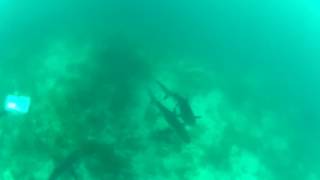 Swimming w Sharks - Nassau Jun16