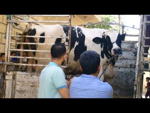 تنزيل بقرة بلدية الى عائلة دغمش فى عيد الاضحى المبارك 2018