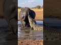 👉 동물들의 놀라운 생존 능력 Amazing survival skills of animals.動物たちの驚くべき生存能力