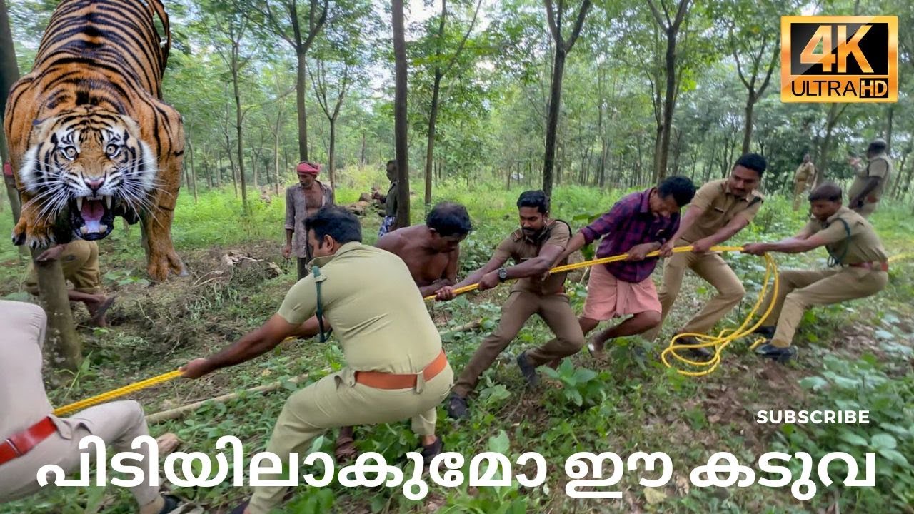 പിടിയിലാകുമോ ഈ കടുവ | tiger attack | perunad | pathanamthitta | stf | rrt | rannimla
