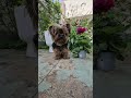 happy motherday wuff #doglove #cutedog #together #flowers