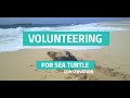 Turtle Foundation - Volunteering on Boa Vista (Cape Verde) for Sea Turtle conservation