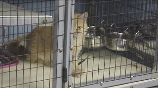 Work Begins on New Republic Animal Shelter