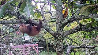 Baby sloth Myrtle climbing up the tree - 10\/24\/23 - SlothTV playground cam via explore.org