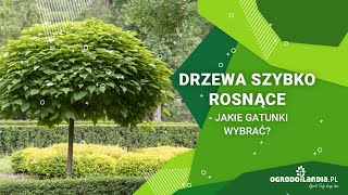 Drzewa szybko rosnące jakie gatunki wybrać?
