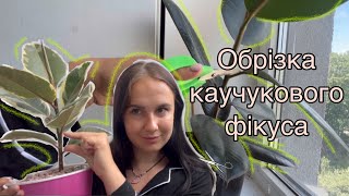 видео: Обрізка каучукових фікусів Робуста Тінеке | випуск перших | luchek картинка: Обрізка каучукових фікусів Робуста Тінеке | випуск перших | luchek
