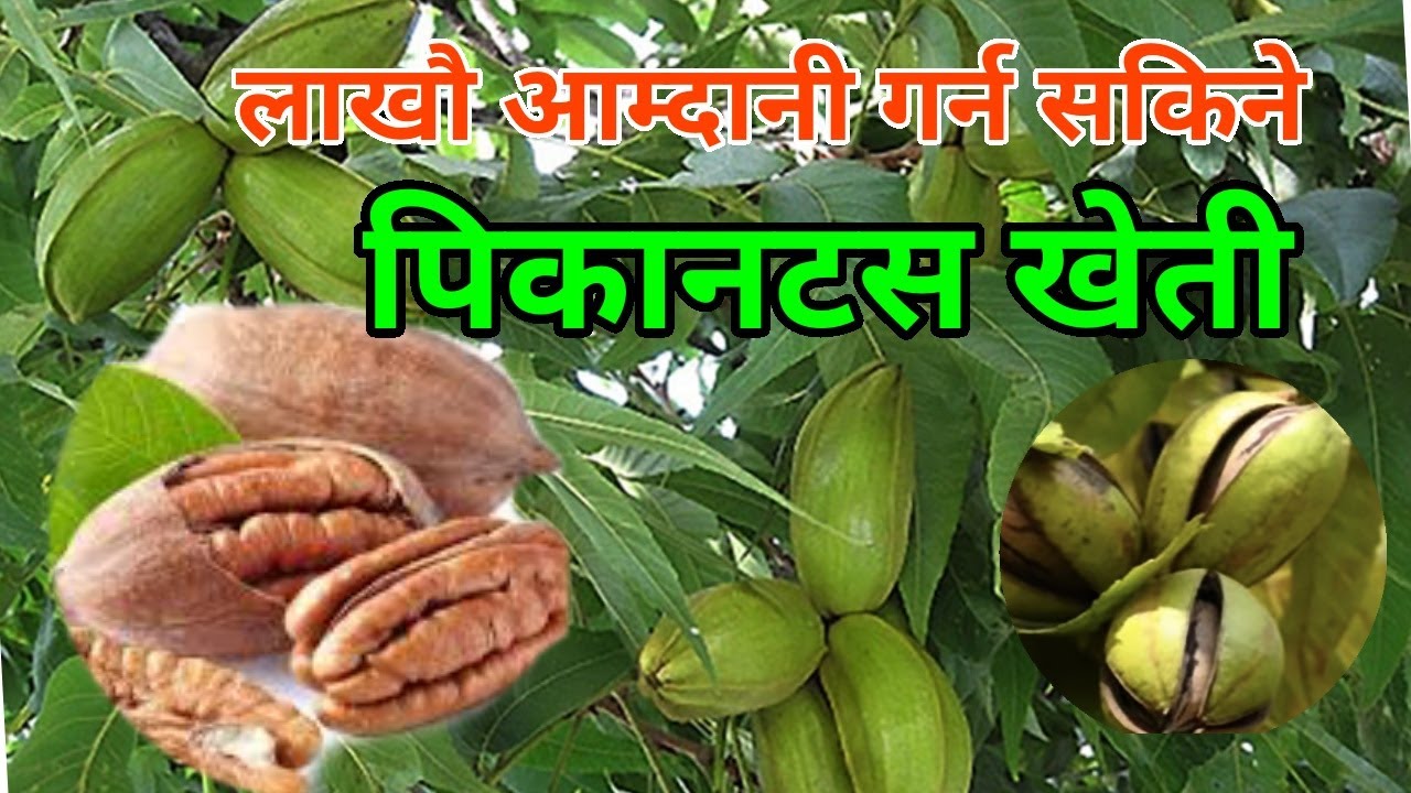 पिकानटस खेती / Pecan Nuts/NEPAL AGRICULTURE YouTube