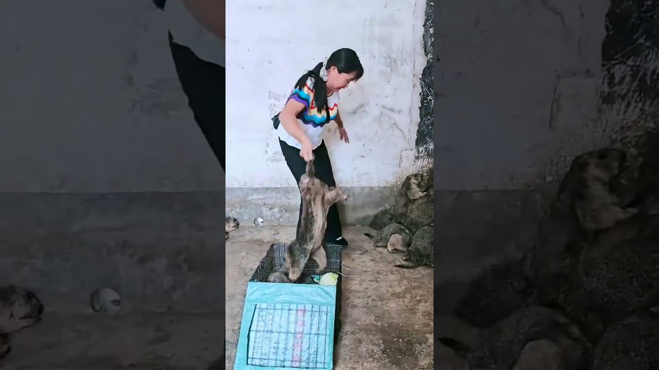 Support young people Rural entrepreneurship and breeding projects are good Stupid girls catch ground