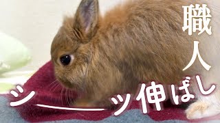 シーツ伸ばし職人（ウサギ）の巧みな技No.22