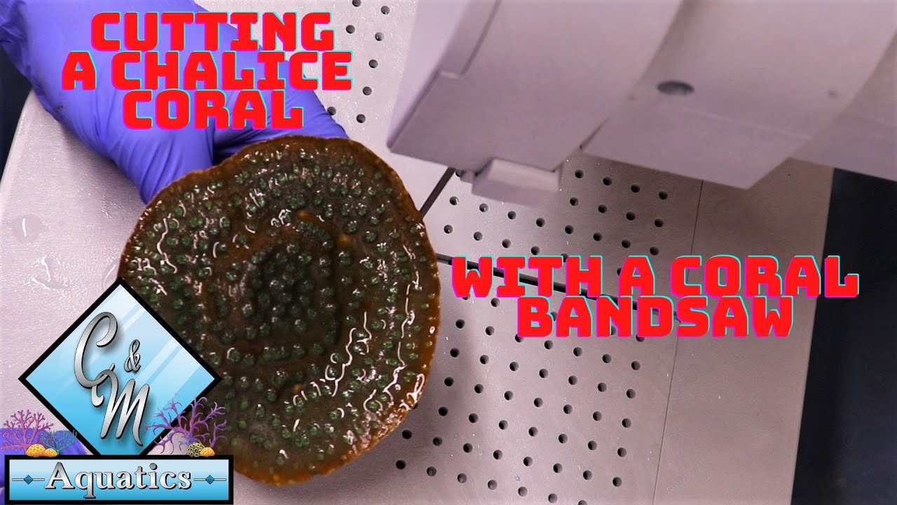 Cutting a chalice coral with a coral band saw YouTube