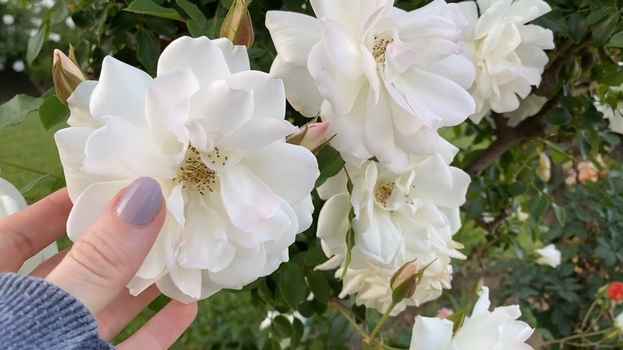 ASMR Flowers on My Walk (Up-Close Voiceover)