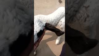 Download Lagu memana MP3