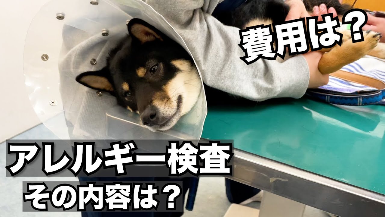 アレルギーの検査で大号泣の柴犬、検査内容や費用公開！
