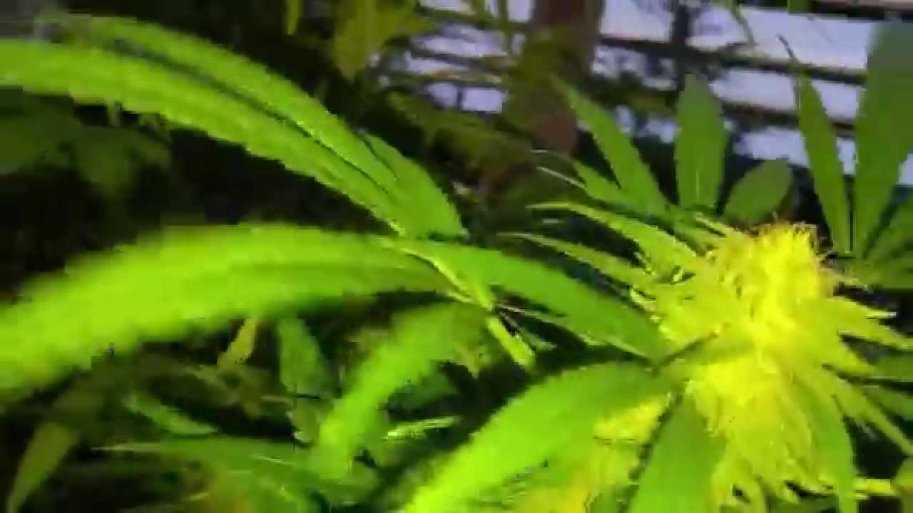 BIG 10 FT TALL MARIJUANA PLANTS