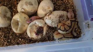 2018 Ball Python Clutch #3! Proving Possible Hets is Exciting!