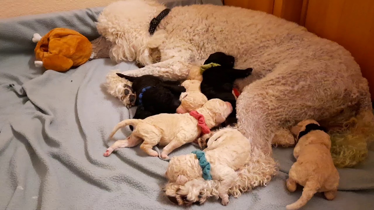 treasured standard poodles