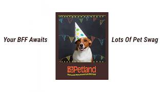 Your Snuggle Buddy Awaits at Petland Frisco & McKinney