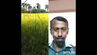 Download Lagu Manikuyil isaikuthadi # ilayaraja # mano # Dv with suryakala.. MP3