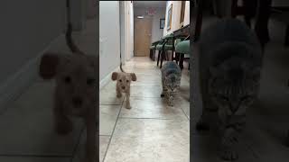 Run To The 2021 Walk For Animals