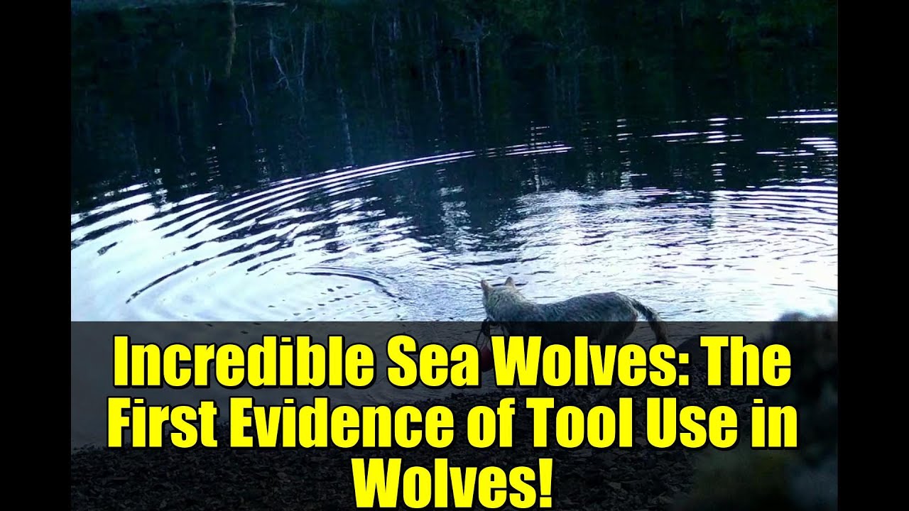 Incredible Sea Wolves: The First Evidence of Tool Use in Wolves! - YouTube