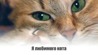 1 марта день кошек. Видео открытки. 1 марта день кошек. Видео открытки.