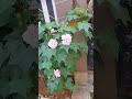 Sthal Kamal, Cotton Rose, #youtubeshorts #bangalore #flowers