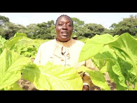 UVUNAJI NA UKAUSHAJI WA TUMBAKU 